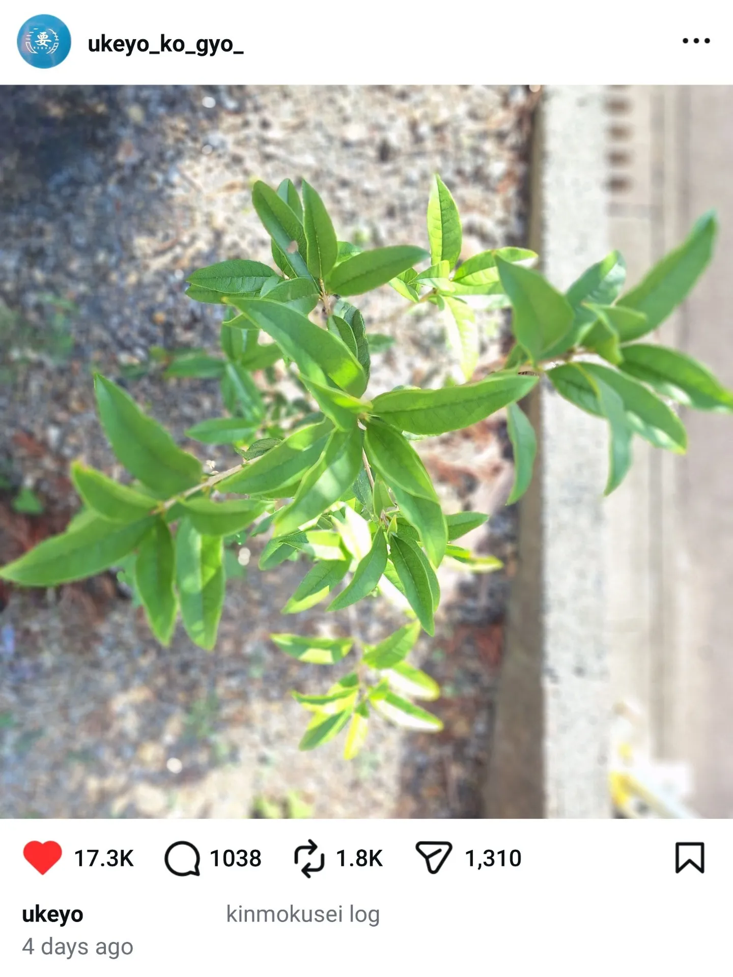 キンモクセイ成長記録🌱